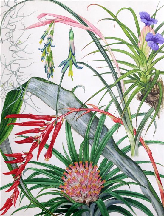 Barbara Mary Steyning Everard (1910-1990) 5 original Wild Flowers of the World plates 168, 172, 173, 183, 188 and a copy of the book